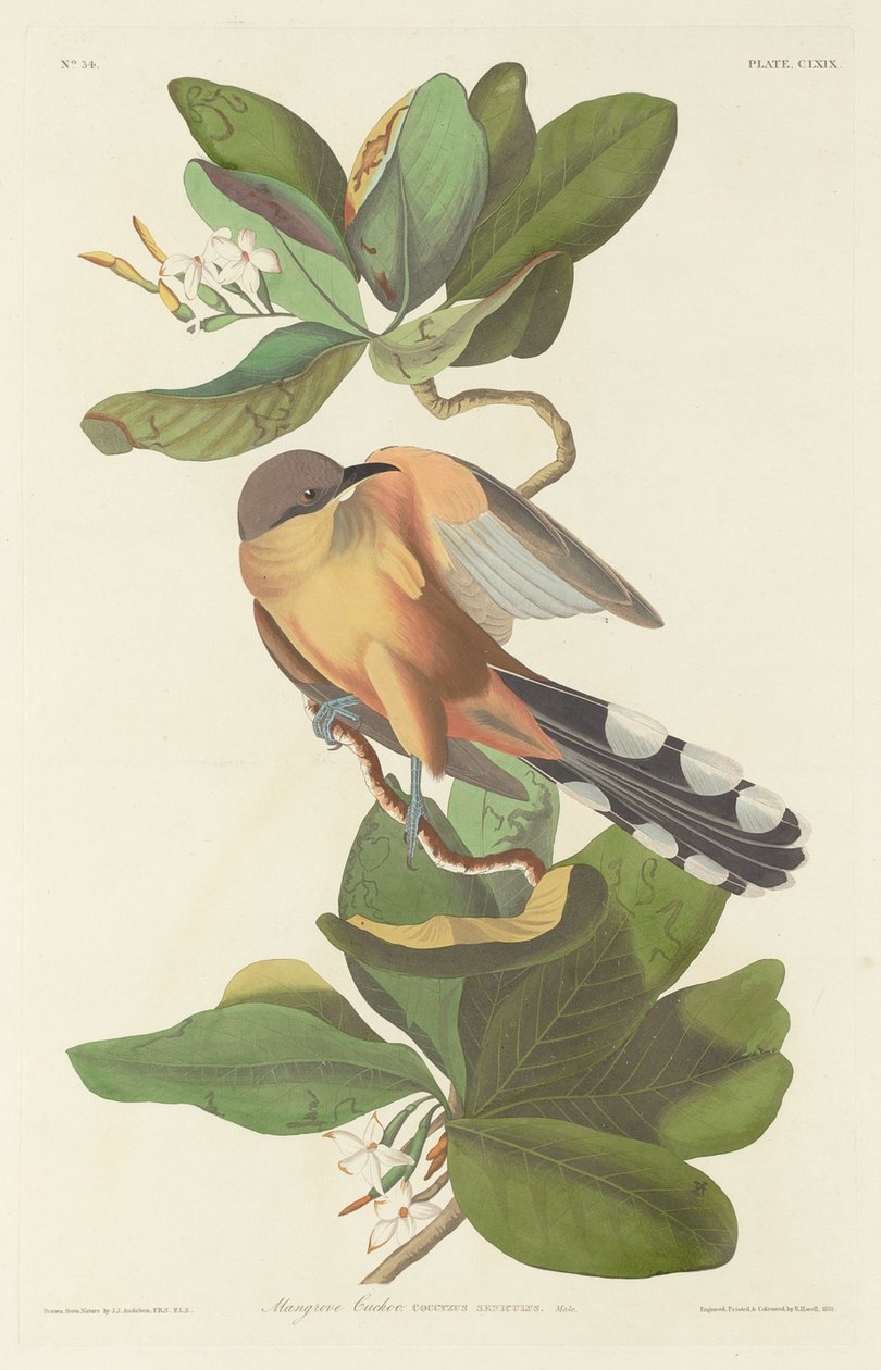 mangrov guguk kuşu by Robert Havell after John James Audubon