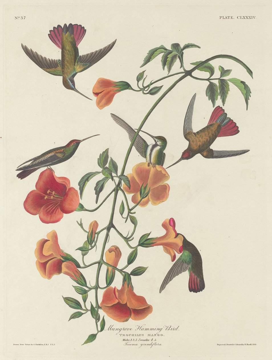 mangrov sinek kuşu by Robert Havell after John James Audubon