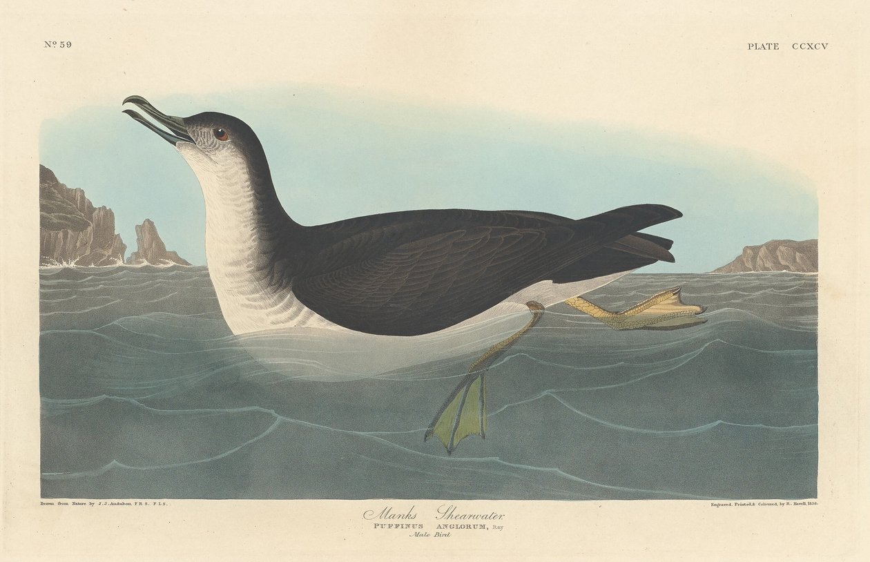 manks yelkovanı by Robert Havell after John James Audubon