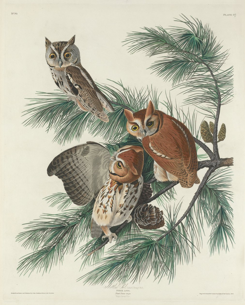 benekli baykuş by Robert Havell after John James Audubon