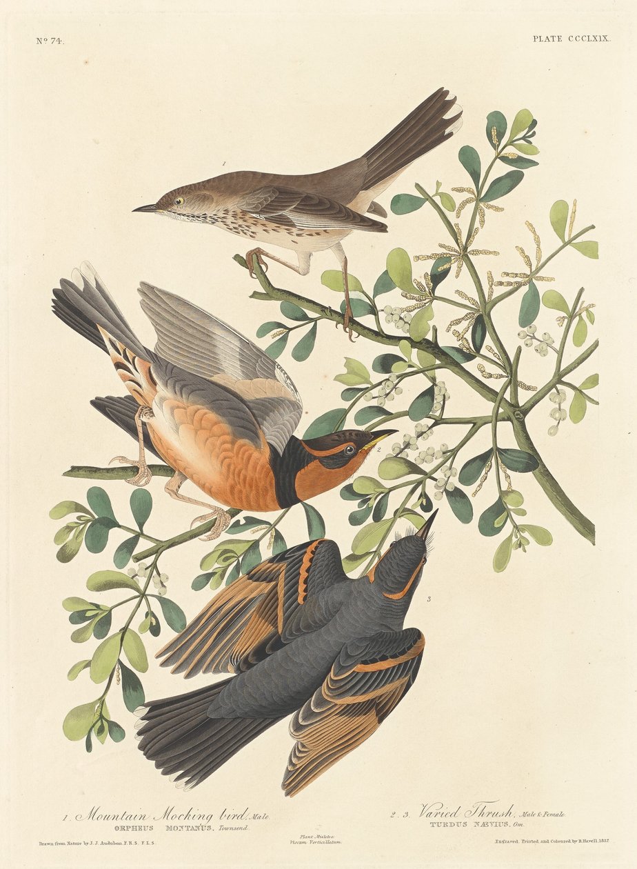 Dağ Alaycı Kuşu ve Çeşitli Ardıç by Robert Havell after John James Audubon