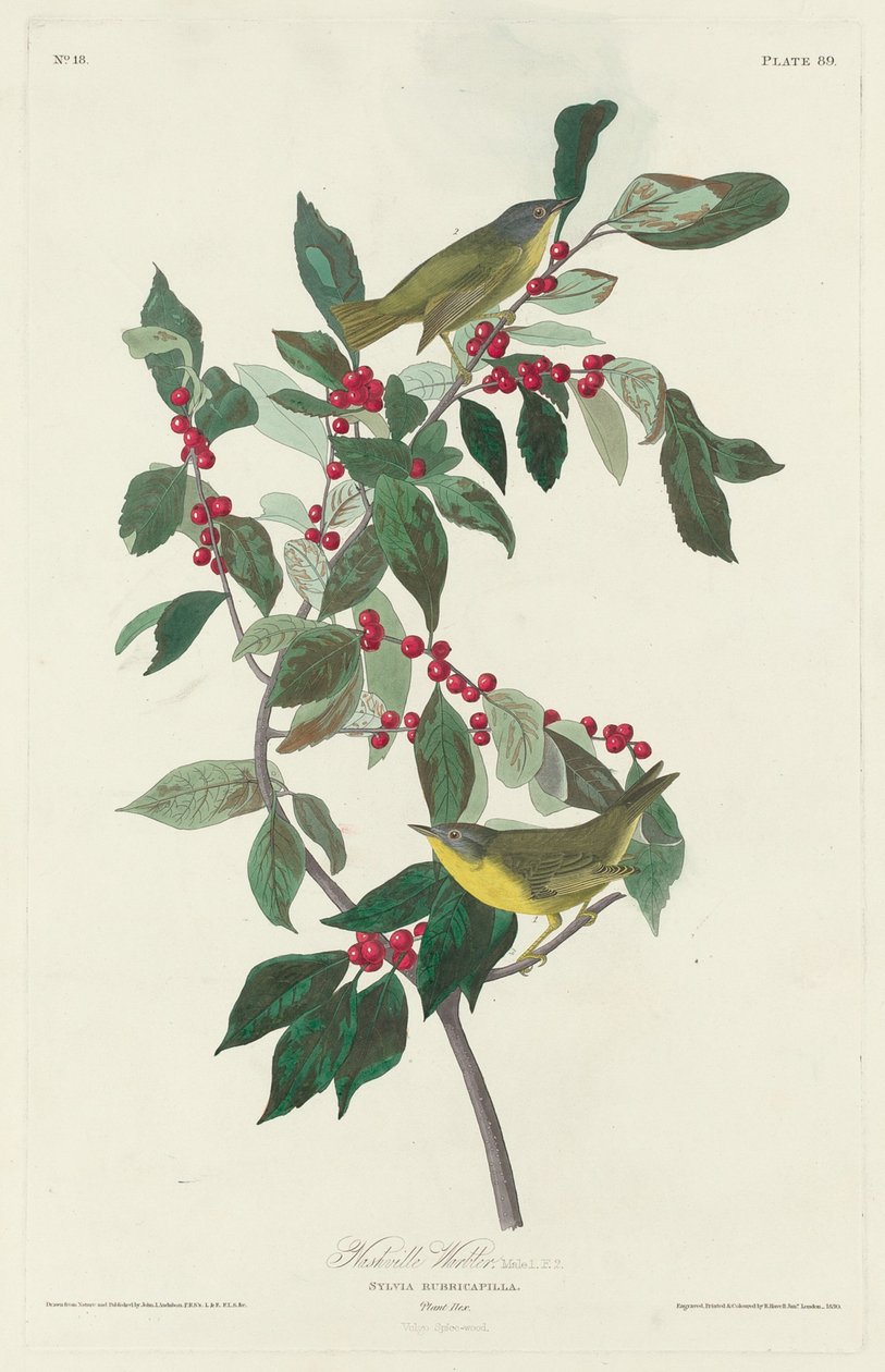 nashville ötleğen by Robert Havell after John James Audubon
