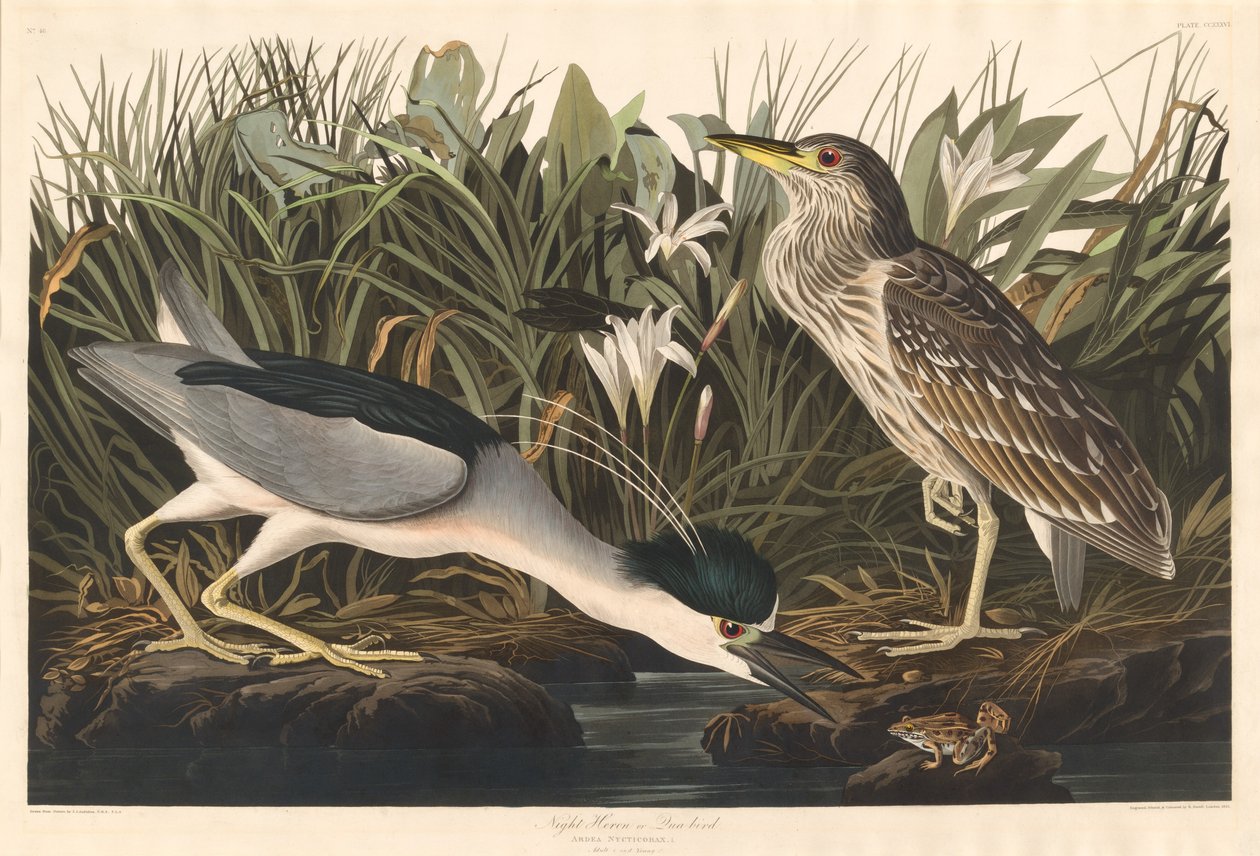 Gece Balıkçıl veya Qua kuşu by Robert Havell after John James Audubon
