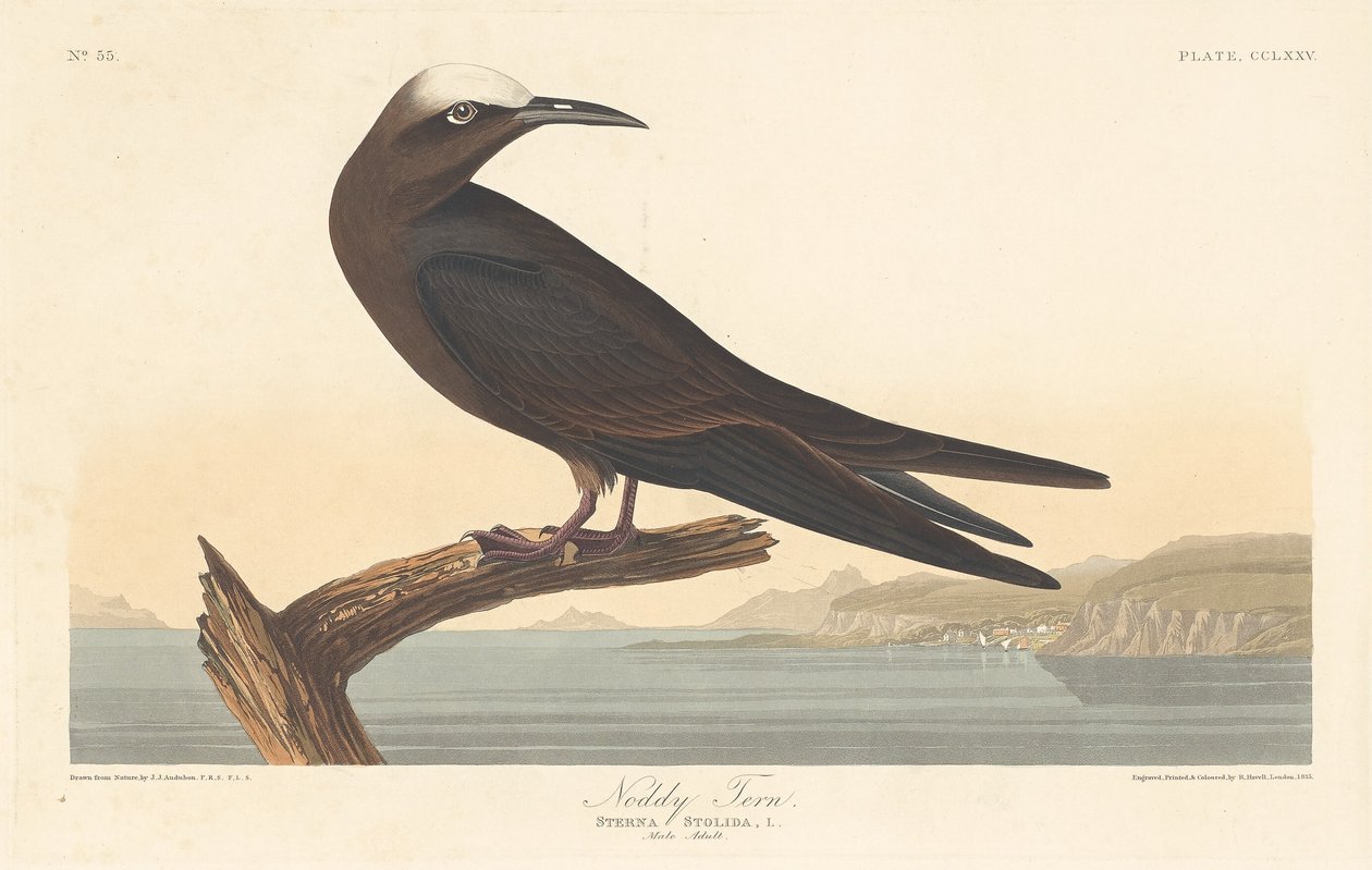 salyangoz sumru by Robert Havell after John James Audubon