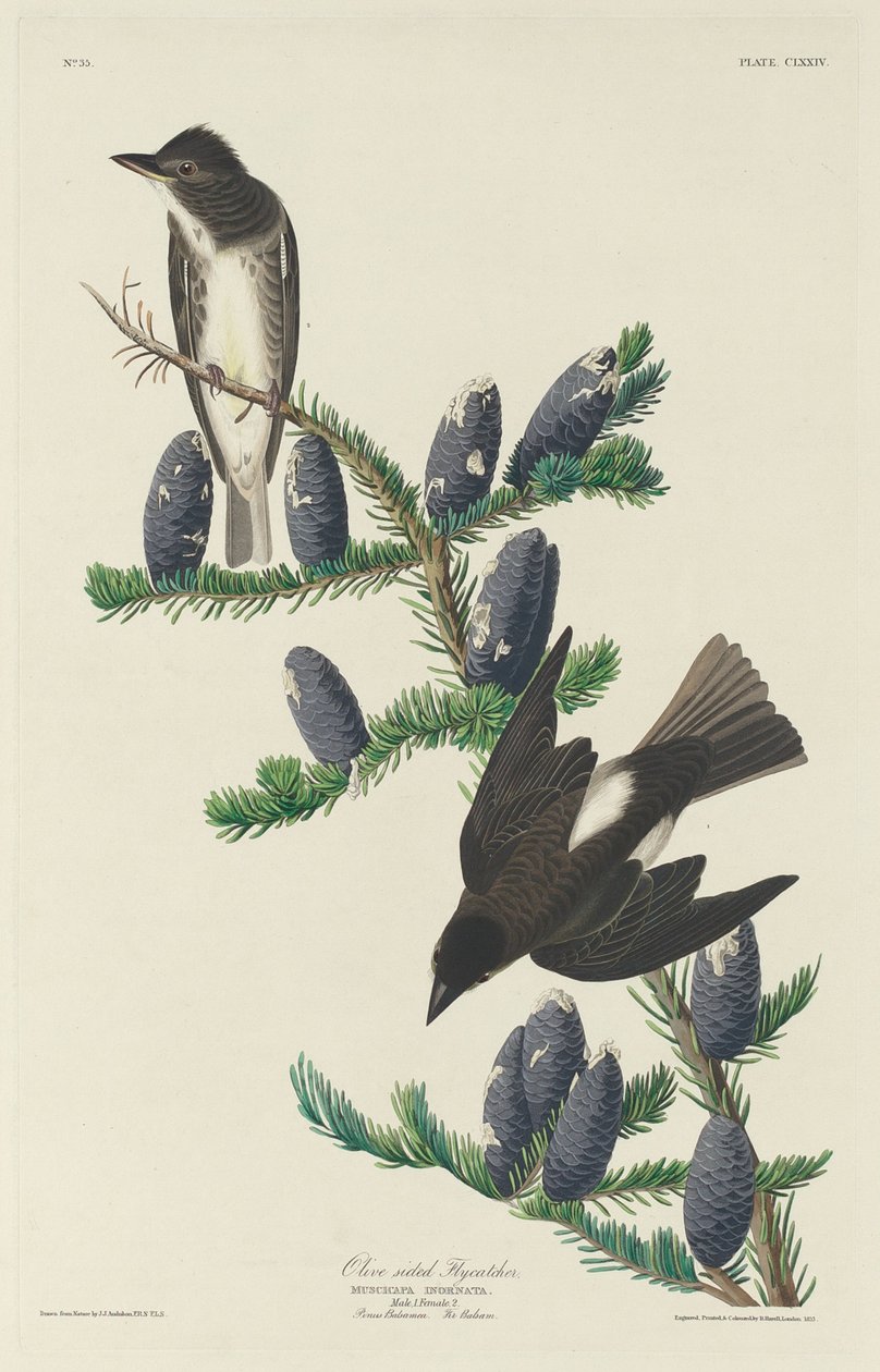 Zeytin Taraflı Sinekkapan by Robert Havell after John James Audubon