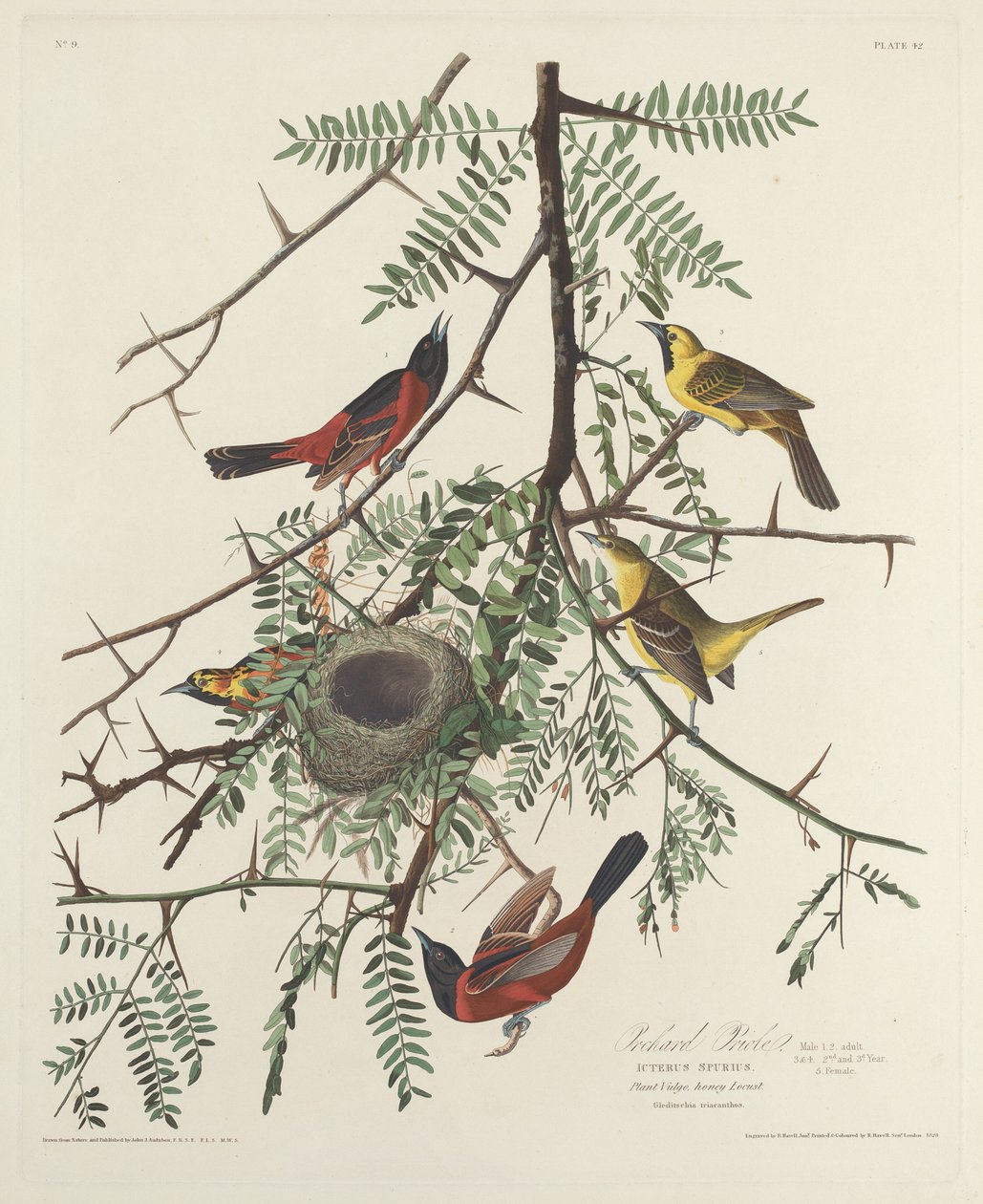 Meyve Bahçesi Sarımsak by Robert Havell after John James Audubon