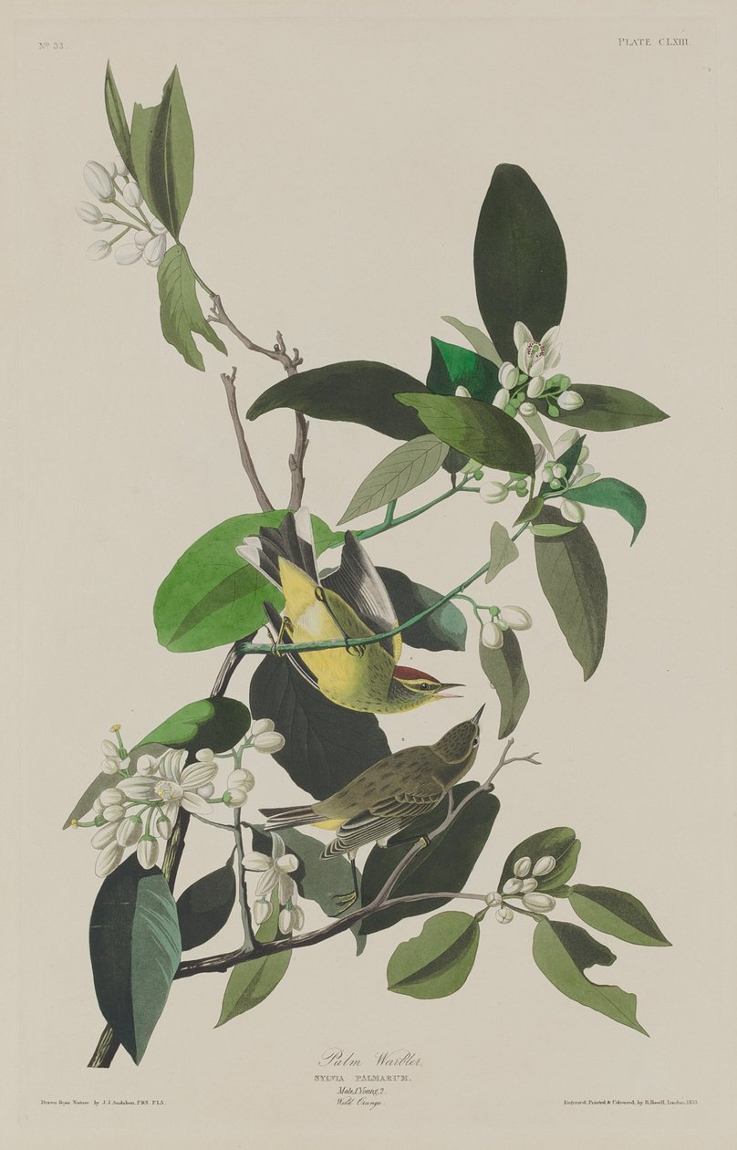 palmiye ötleğen by Robert Havell after John James Audubon