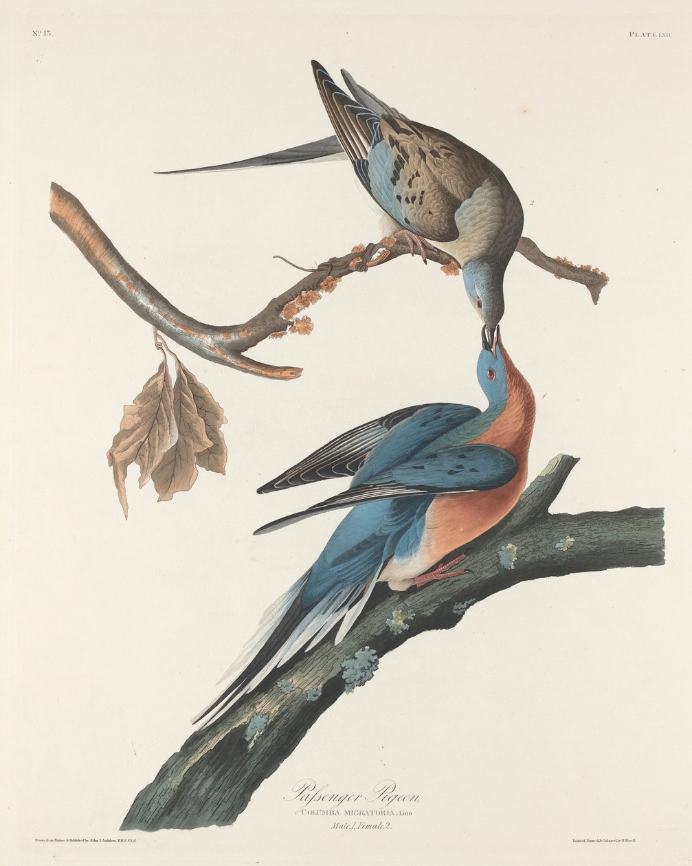 yolcu güvercini by Robert Havell after John James Audubon