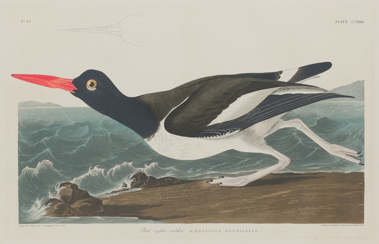 Alaca İstiridye Yakalayıcı by Robert Havell after John James Audubon