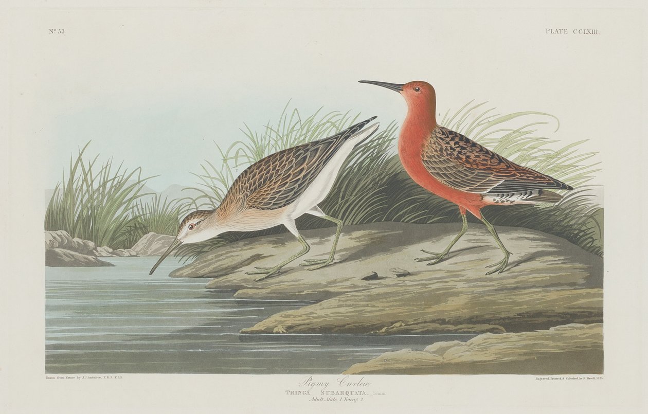 domuzcuk by Robert Havell after John James Audubon
