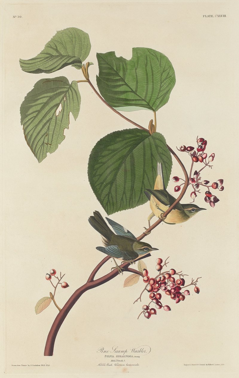 Çam Bataklığı Ötleğen by Robert Havell after John James Audubon
