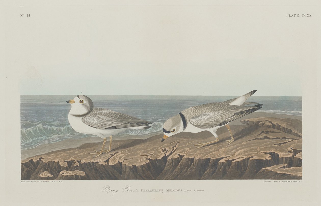 boru cılıbıt by Robert Havell after John James Audubon
