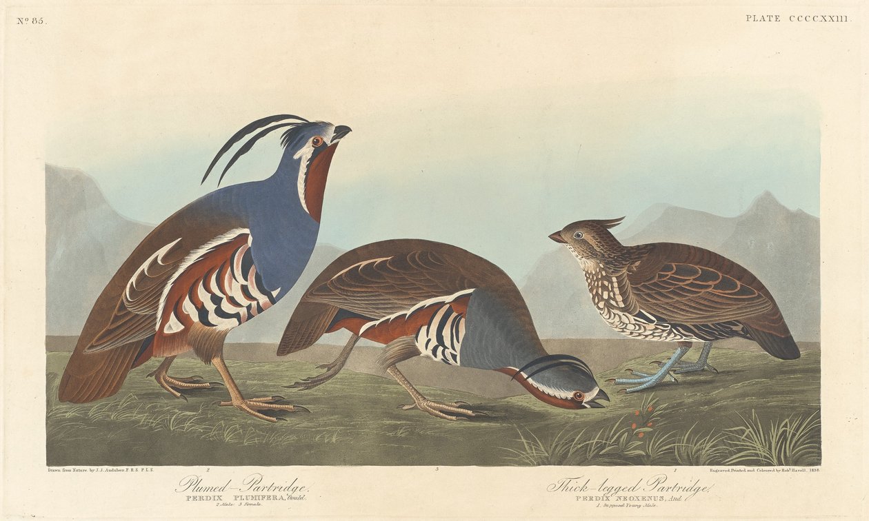 Tüylü Keklik ve Kalın Bacaklı Keklik by Robert Havell after John James Audubon
