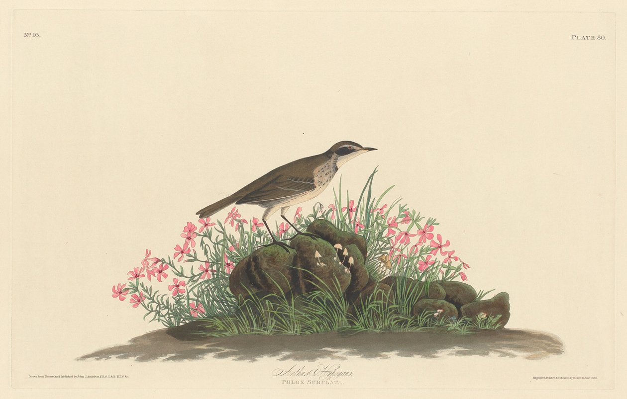 Çayır Titlark by Robert Havell after John James Audubon