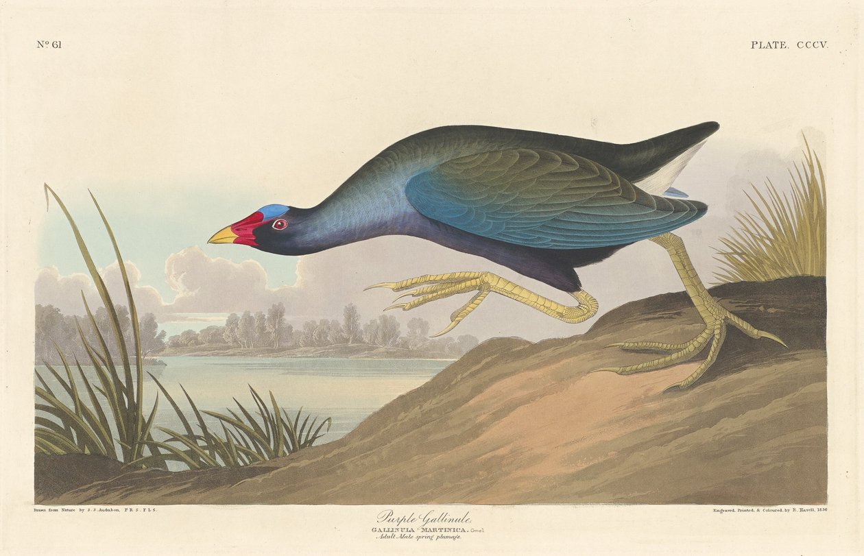 Mor Gallinül by Robert Havell after John James Audubon