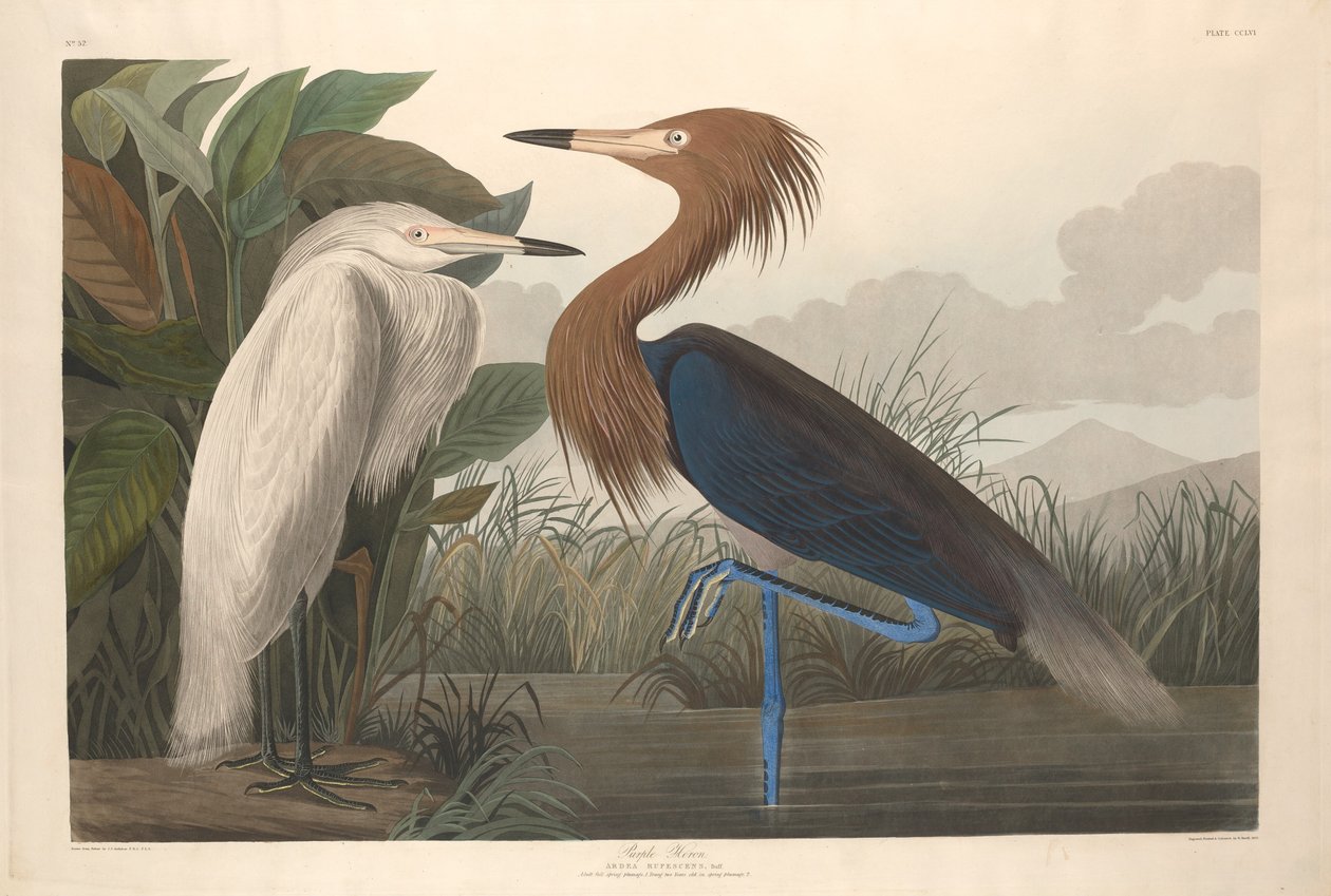 mor balıkçıl by Robert Havell after John James Audubon