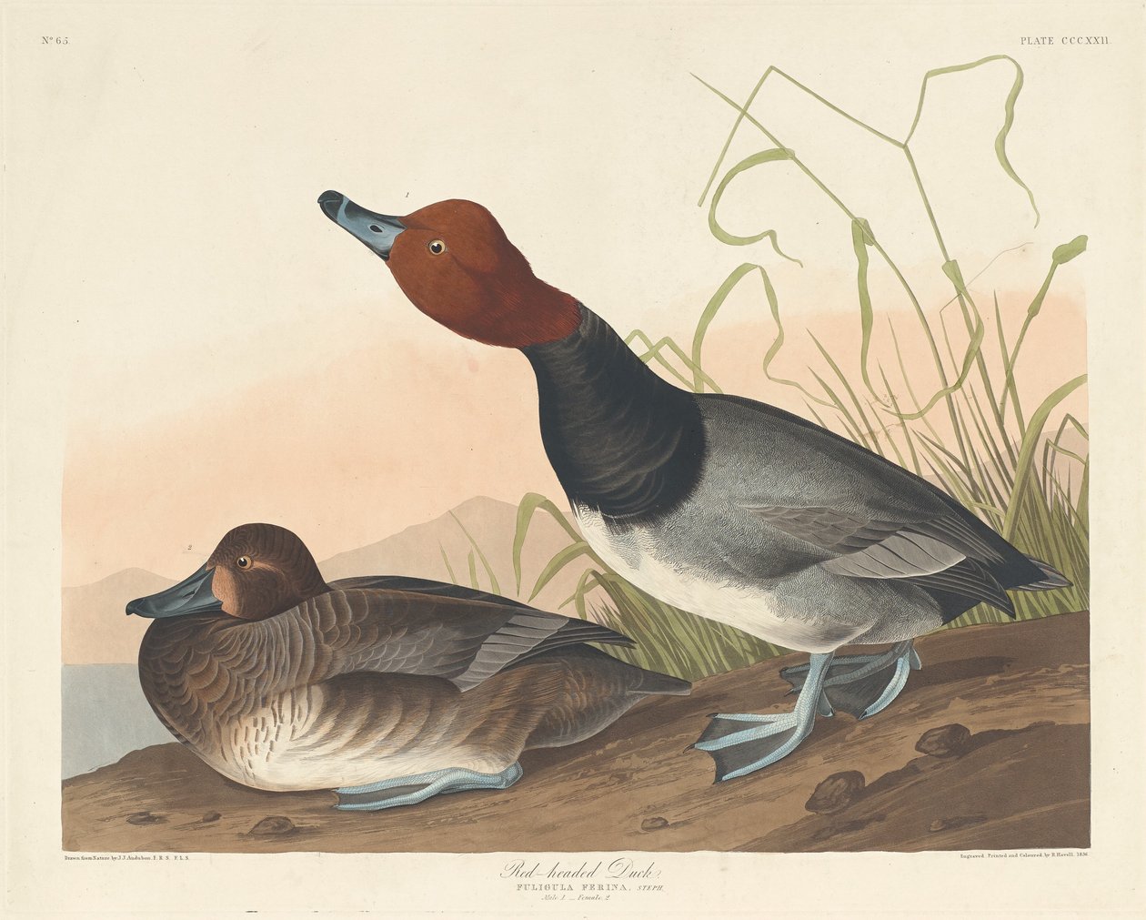 Kızıl Başlı Ördek by Robert Havell after John James Audubon