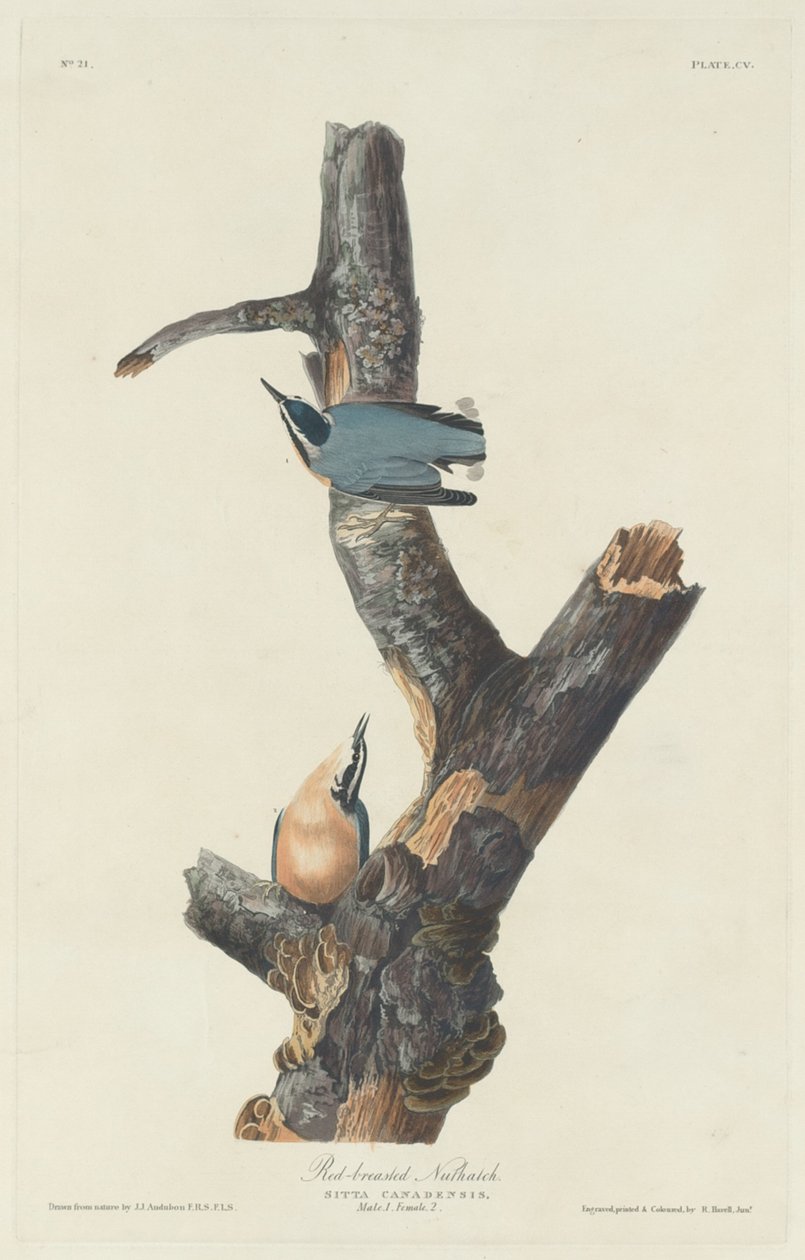 Kızıl göğüslü sıvacı kuşu by Robert Havell after John James Audubon