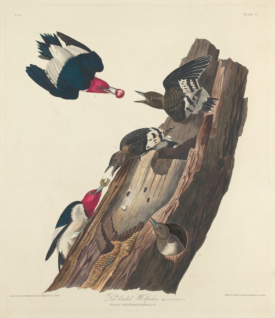 Kızıl kafalı ağaçkakan by Robert Havell after John James Audubon
