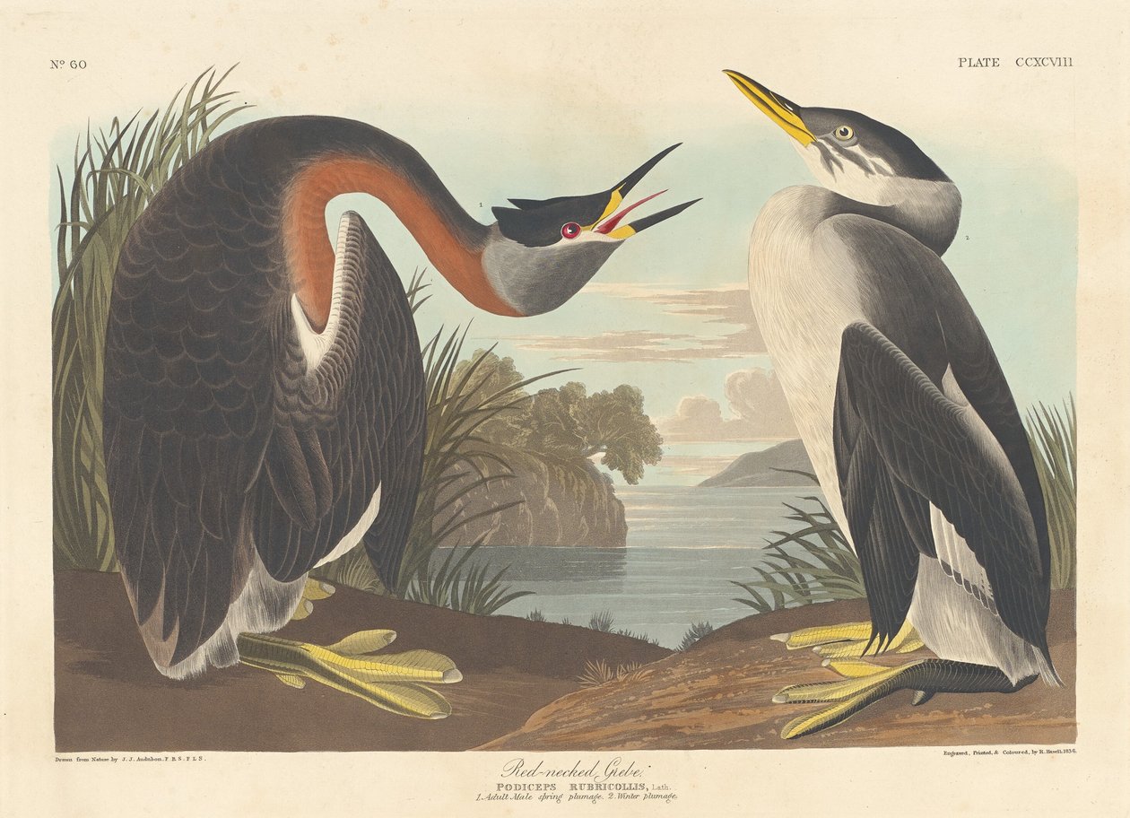 Kızıl boyunlu batağan by Robert Havell after John James Audubon