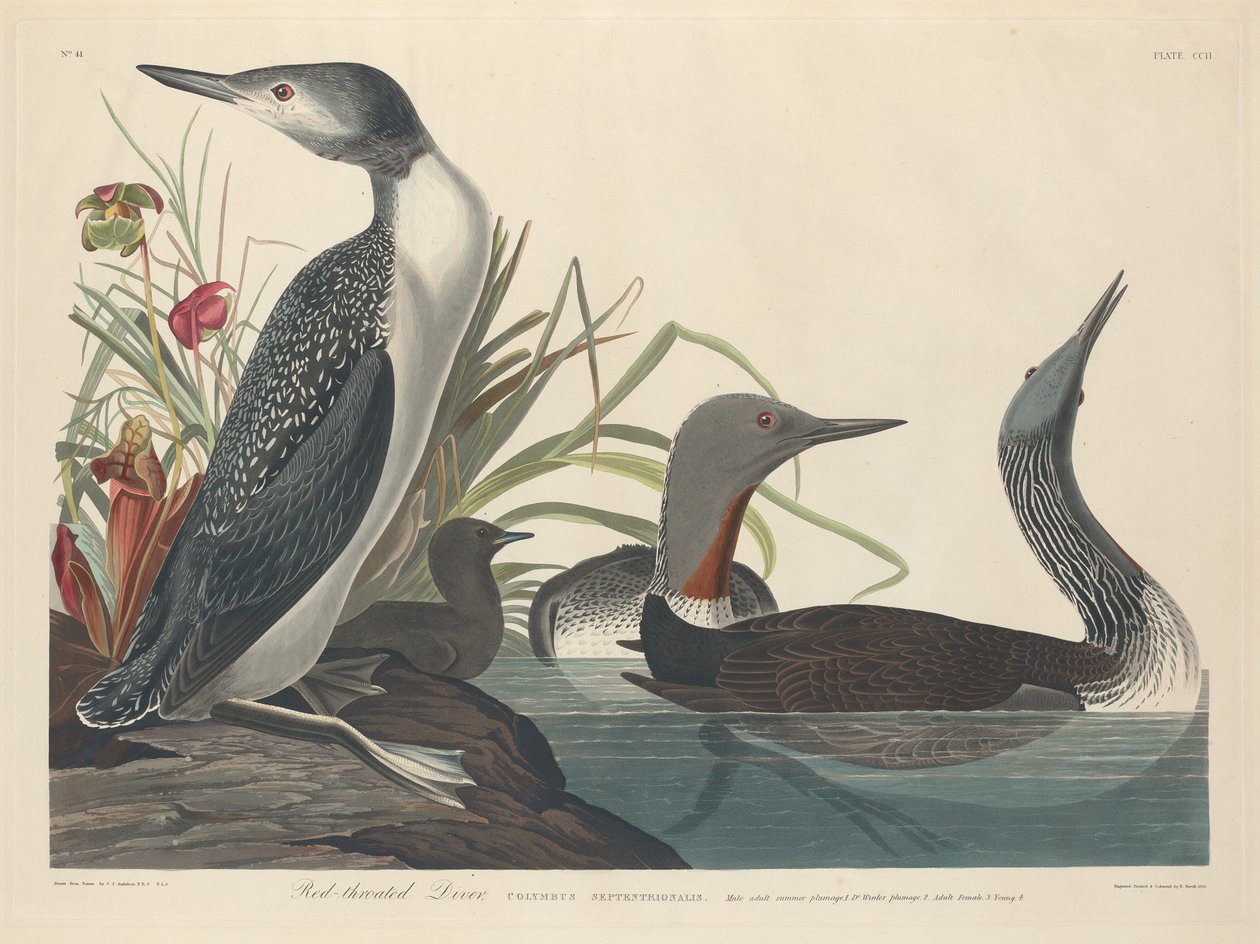 kırmızı boğazlı dalgıç by Robert Havell after John James Audubon