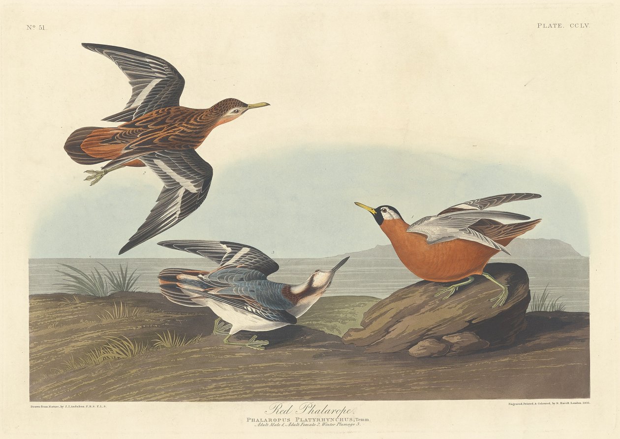 Kırmızı Falarop by Robert Havell after John James Audubon