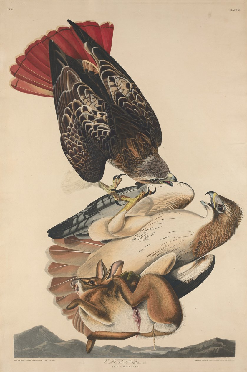 Kırmızı kuyruklu şahin by Robert Havell after John James Audubon