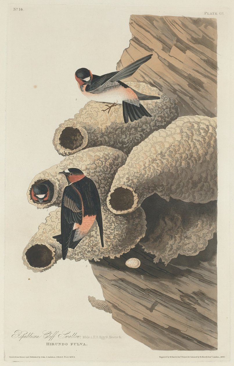 Cumhuriyetçi Cliff Kırlangıç by Robert Havell after John James Audubon