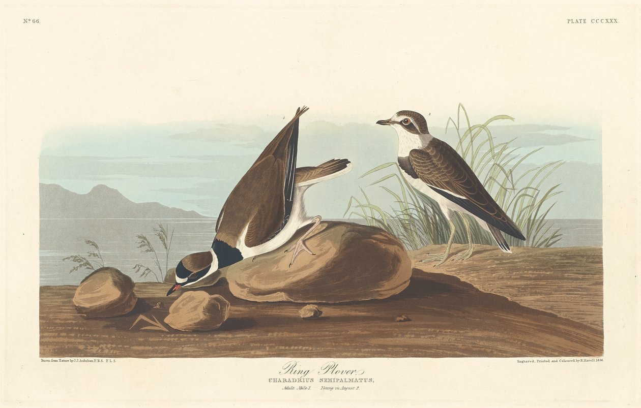 Yüzük Cılıbıt by Robert Havell after John James Audubon