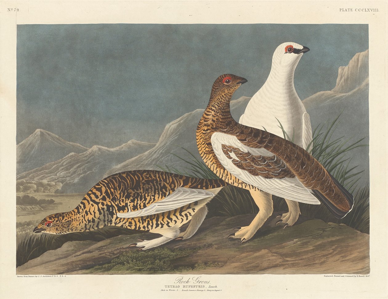 kaya kabağı by Robert Havell after John James Audubon