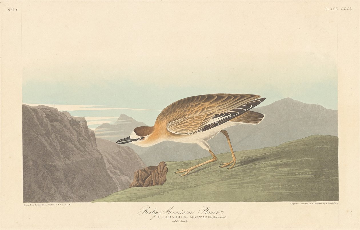 Rocky Dağı Plover by Robert Havell after John James Audubon
