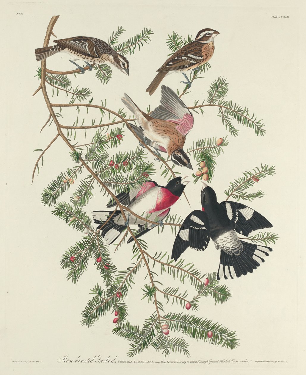 Gül göğüslü Grosbeak by Robert Havell after John James Audubon