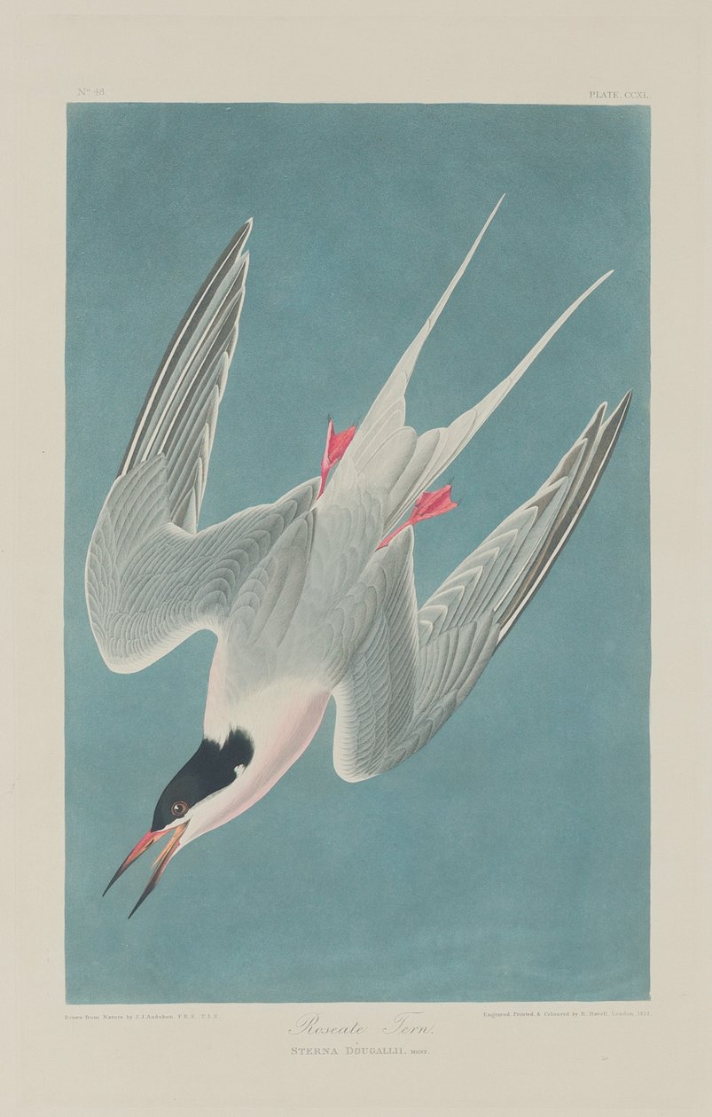 gül sumru by Robert Havell after John James Audubon