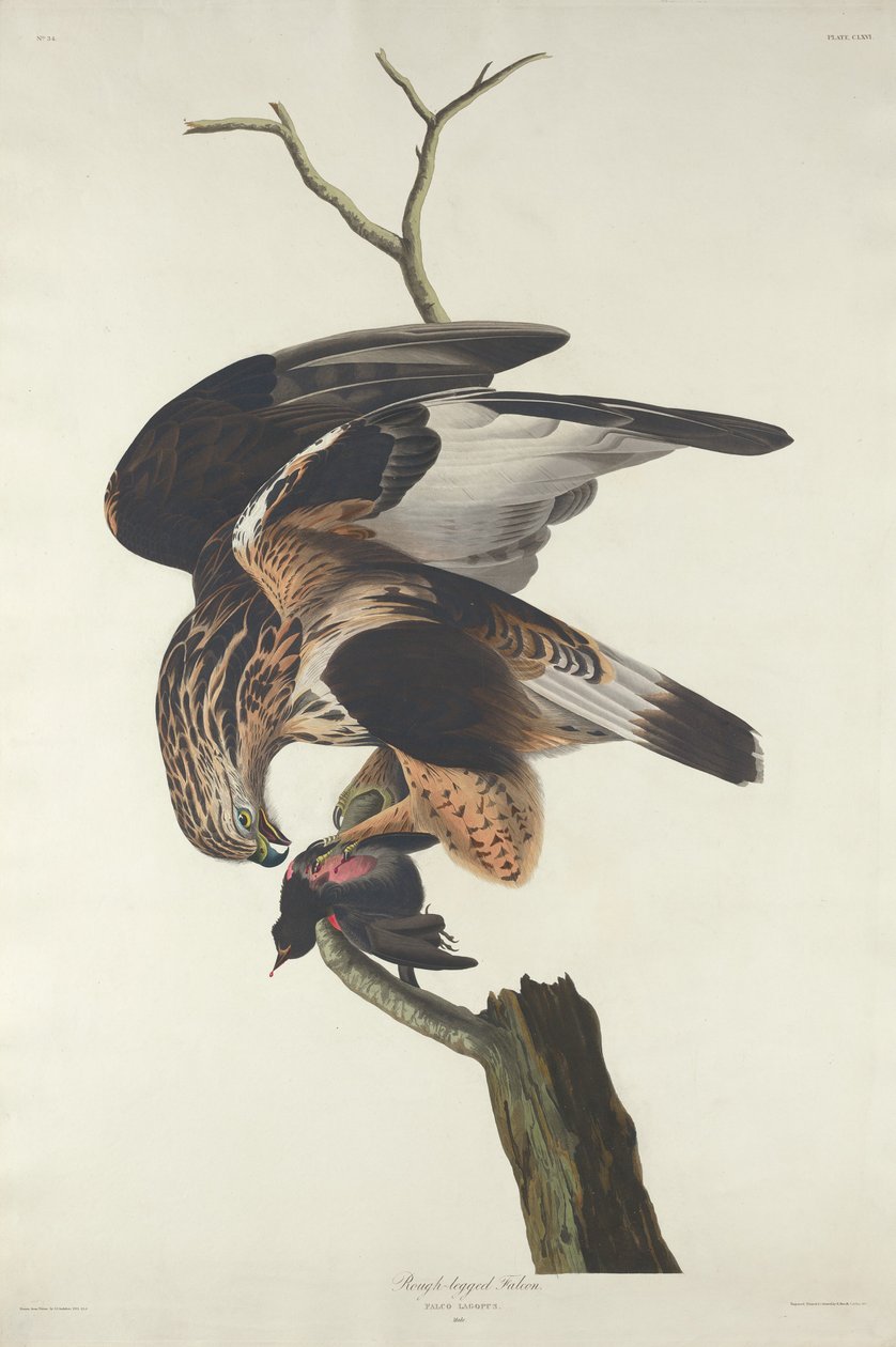 kaba bacaklı şahin by Robert Havell after John James Audubon