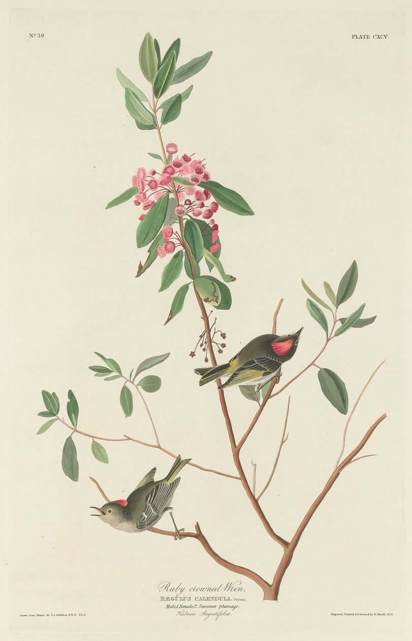 Yakut taçlı Çalıkuşu by Robert Havell after John James Audubon