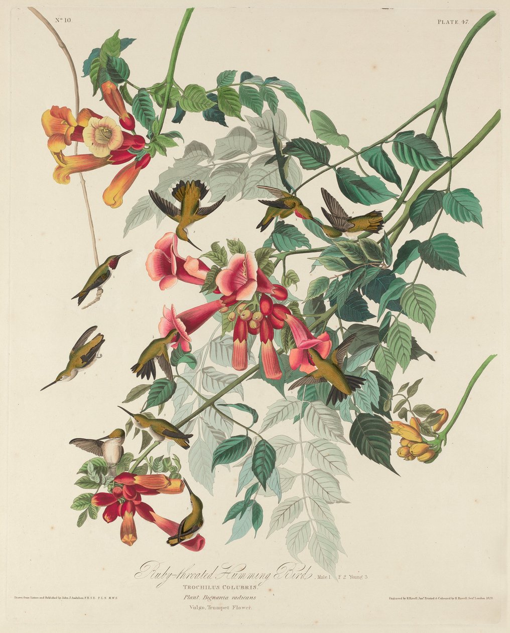 Yakut boğazlı Sinekkuşu by Robert Havell after John James Audubon