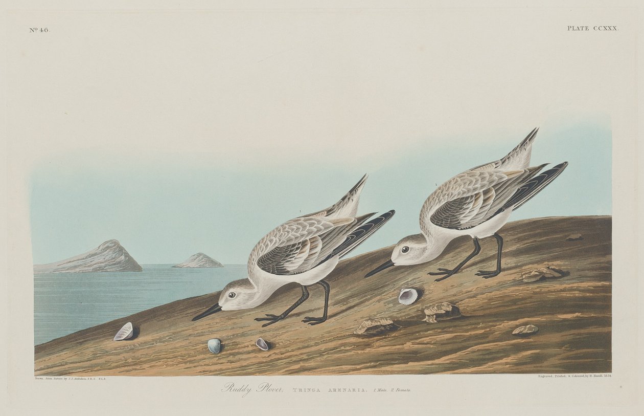 kızıl cılıbıt by Robert Havell after John James Audubon
