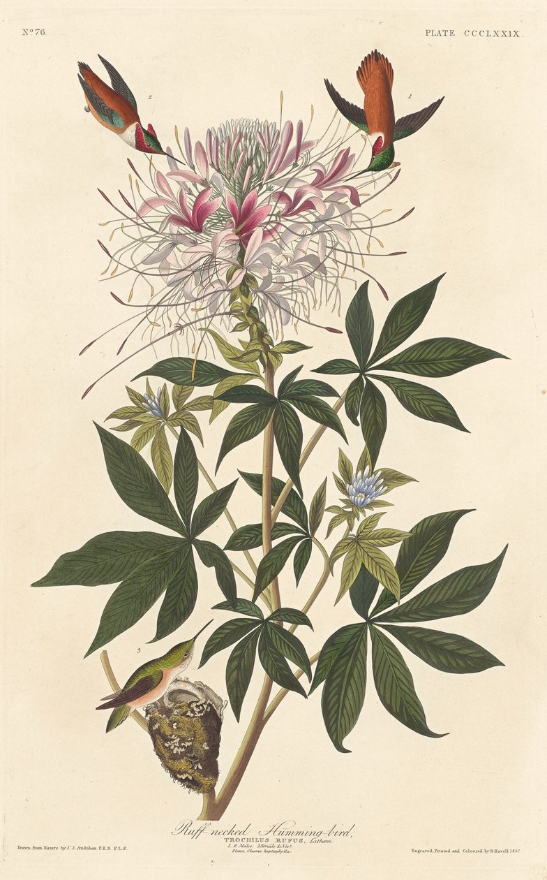 Ruff-boyunlu Sinekkuşu by Robert Havell after John James Audubon