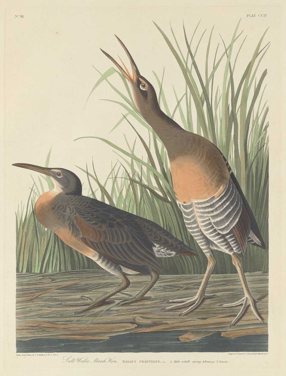 Tuzlu Su Bataklık Tavuğu by Robert Havell after John James Audubon