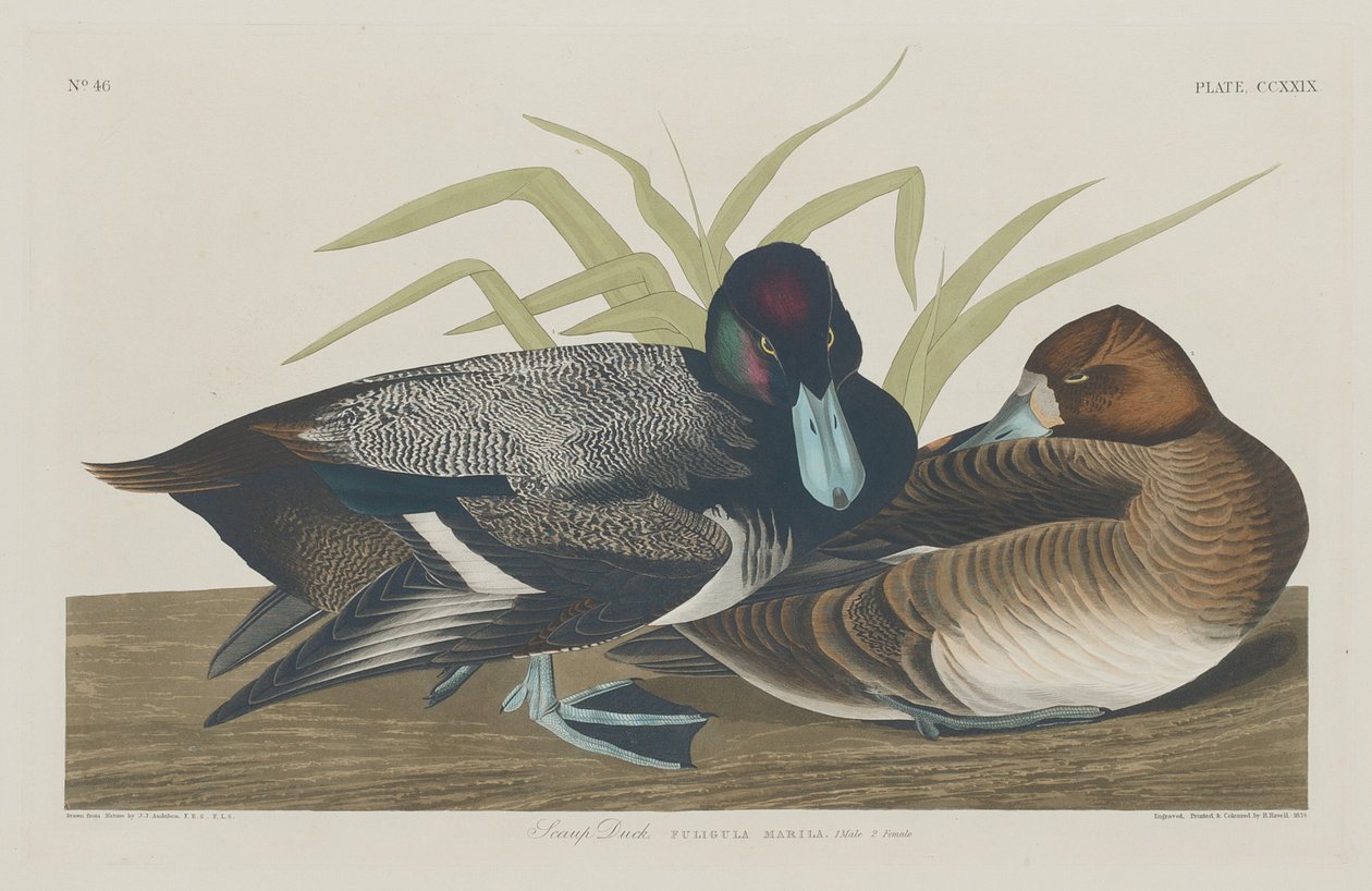 Ördek by Robert Havell after John James Audubon