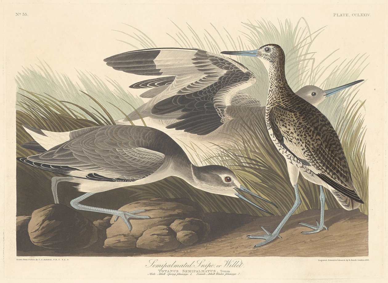 Yarı-palmated Snipe veya Willet by Robert Havell after John James Audubon