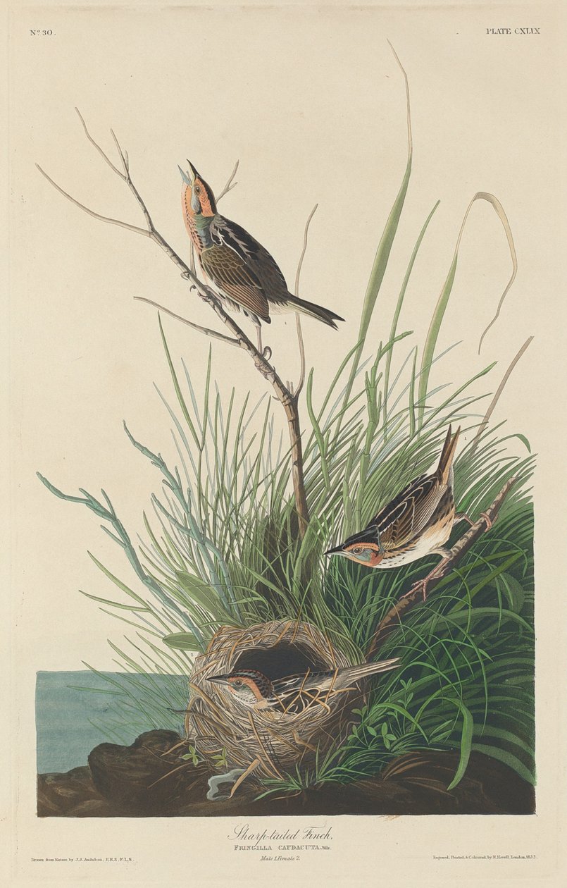 Keskin Kuyruklu Finch by Robert Havell after John James Audubon