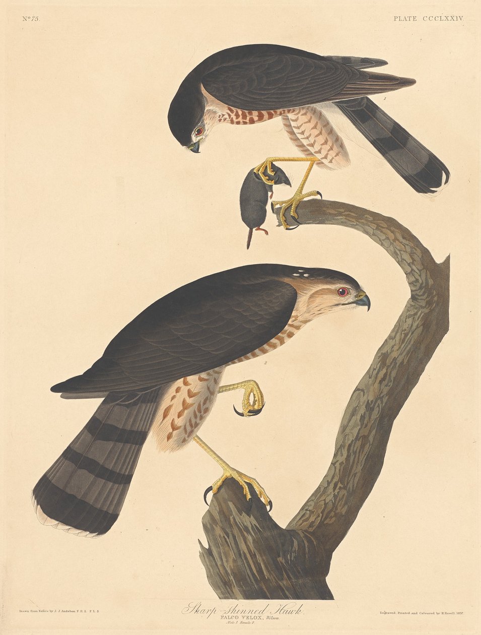 Keskin parlayan Şahin by Robert Havell after John James Audubon