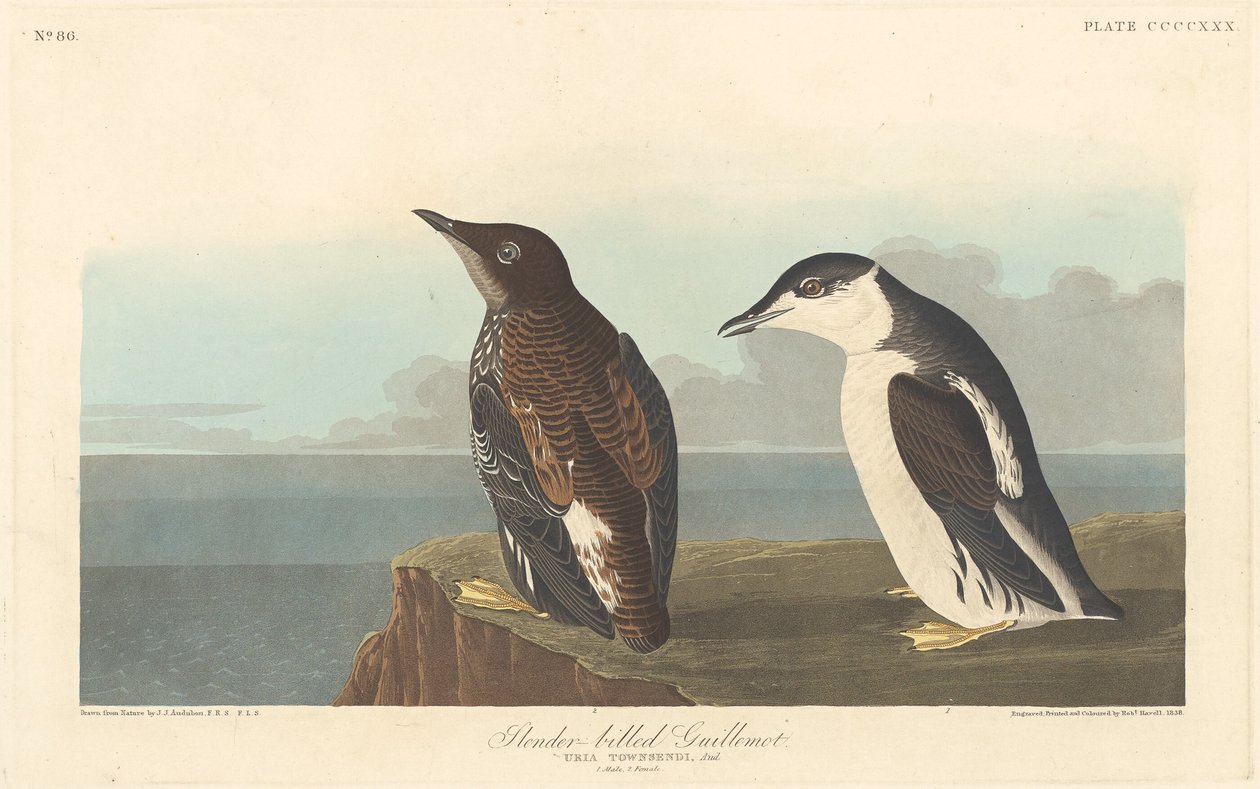 İnce gagalı Guillemot by Robert Havell after John James Audubon
