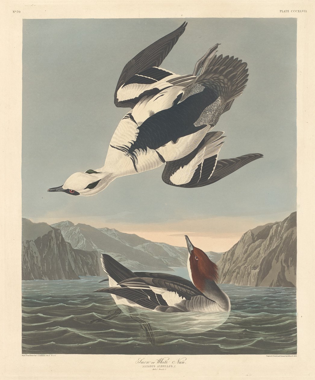 Smew veya Beyaz Rahibe by Robert Havell after John James Audubon