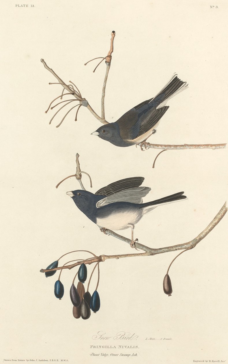 Kar ispinozu by Robert Havell after John James Audubon