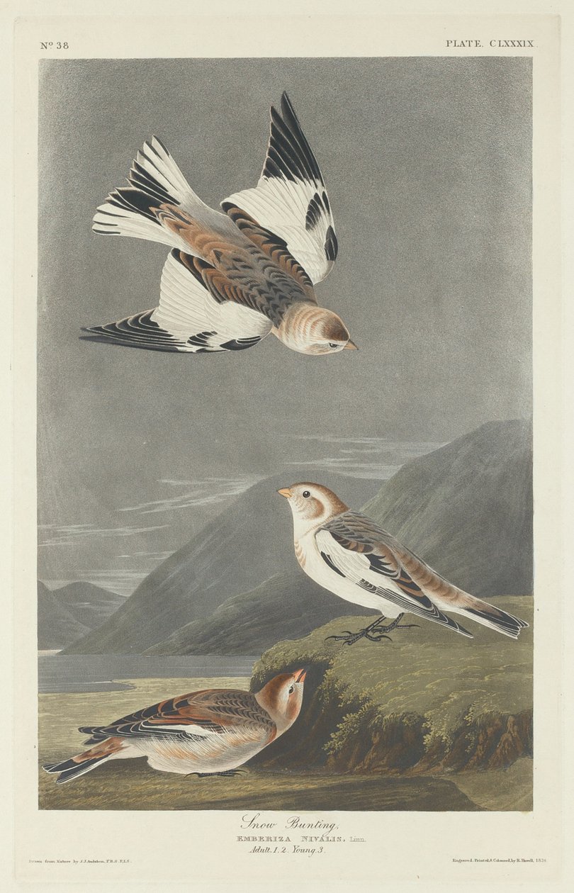 Kar ispinozu by Robert Havell after John James Audubon