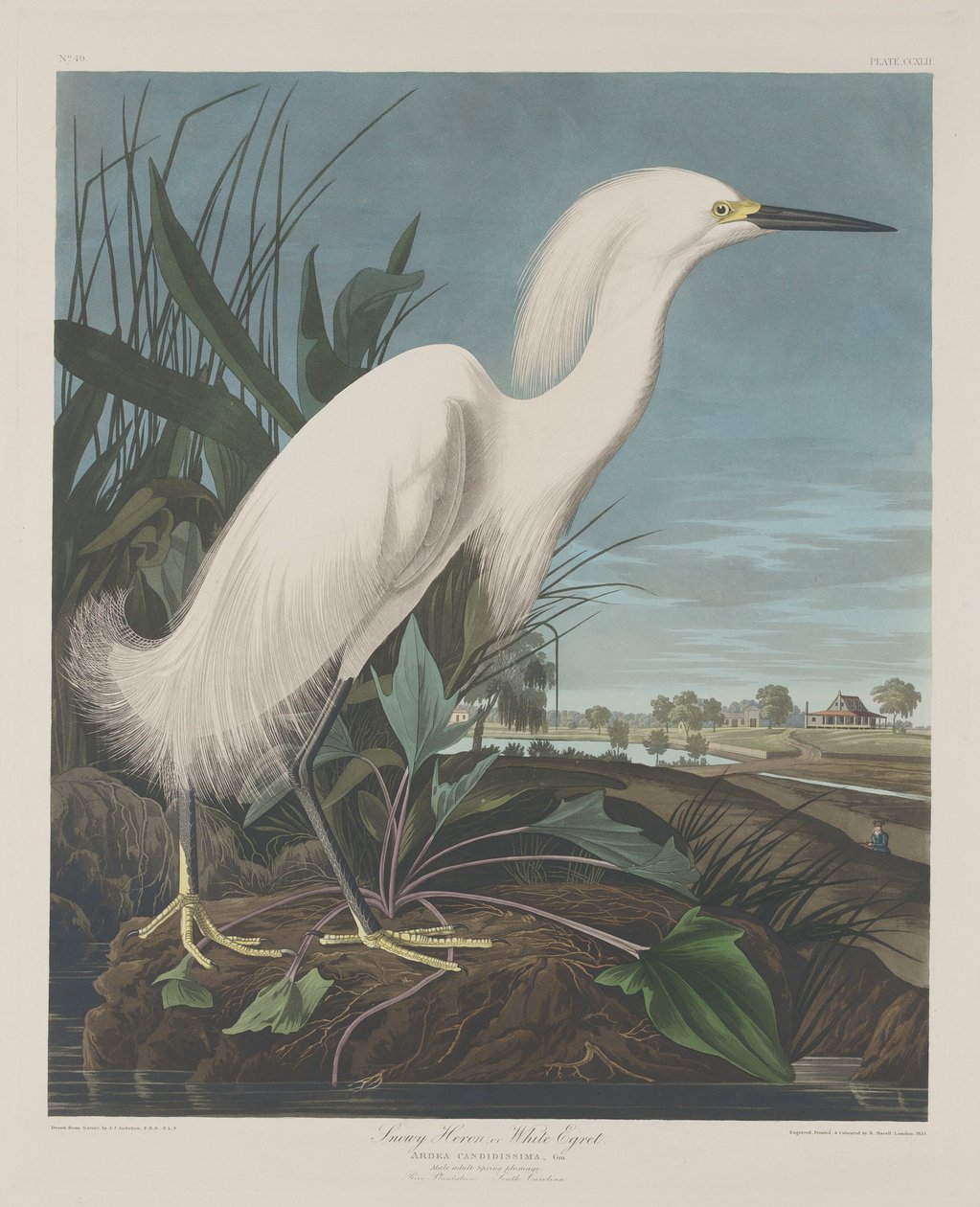 Karlı Balıkçıl veya Beyaz Ak balıkçıl by Robert Havell after John James Audubon