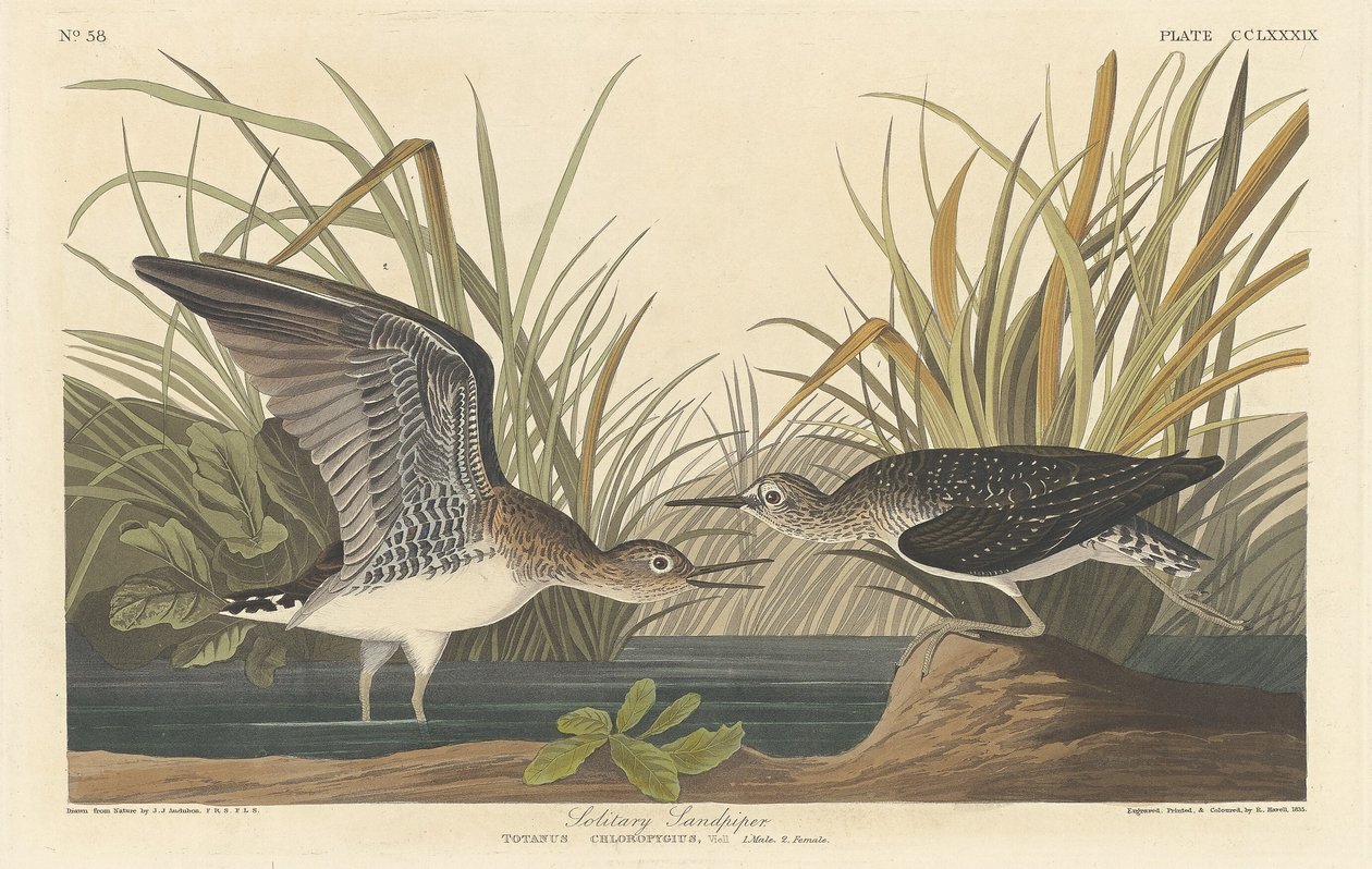 yalnız çulluk by Robert Havell after John James Audubon