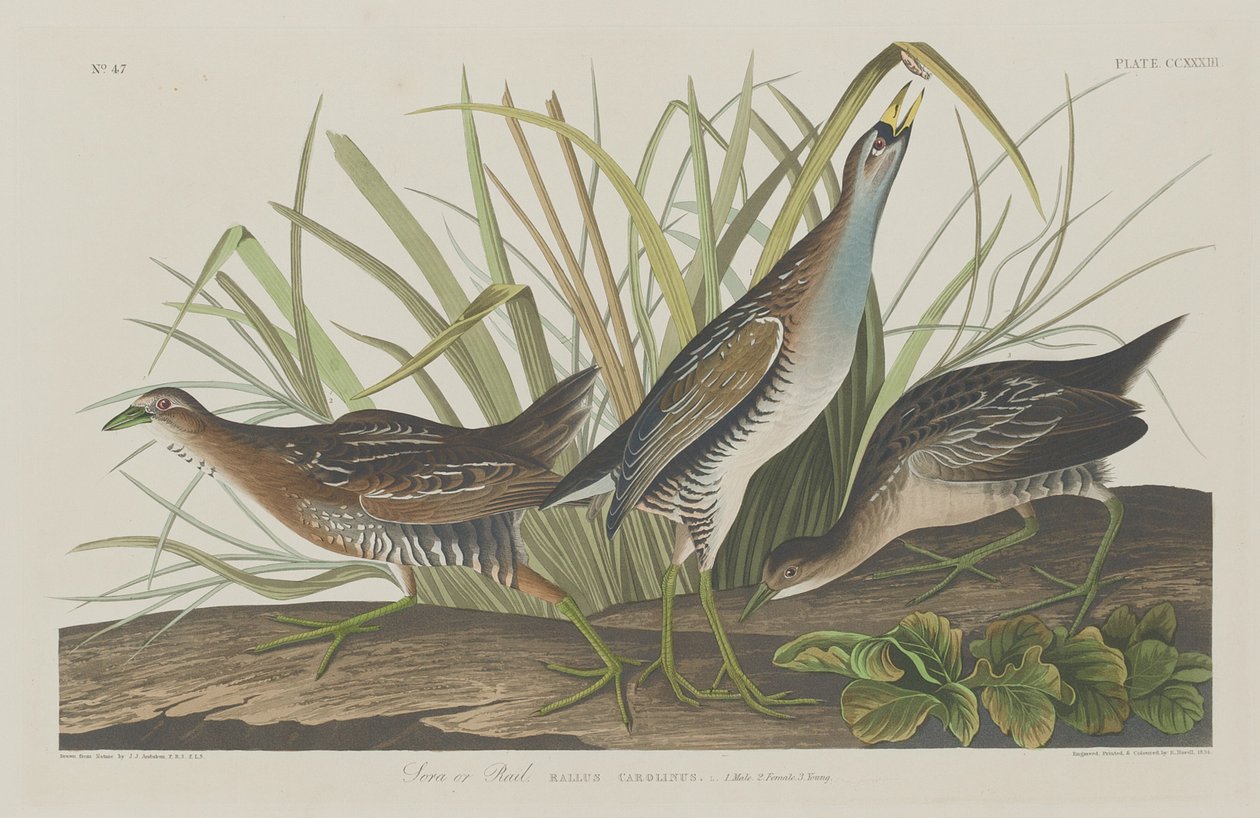 Sora veya Raylı by Robert Havell after John James Audubon